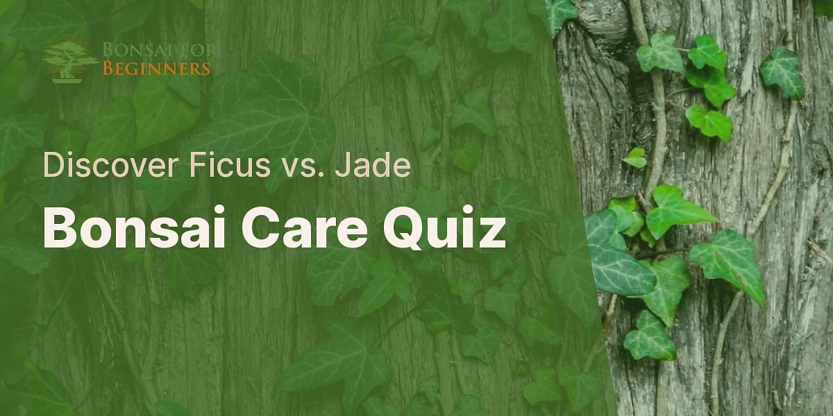 Ficus vs. Jade Bonsai Care Quiz Bonsai for Beginners