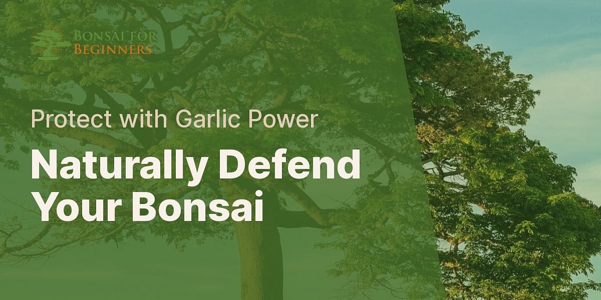 Garlic Insecticide Spray for Bonsai Trees Bonsai for Beginners