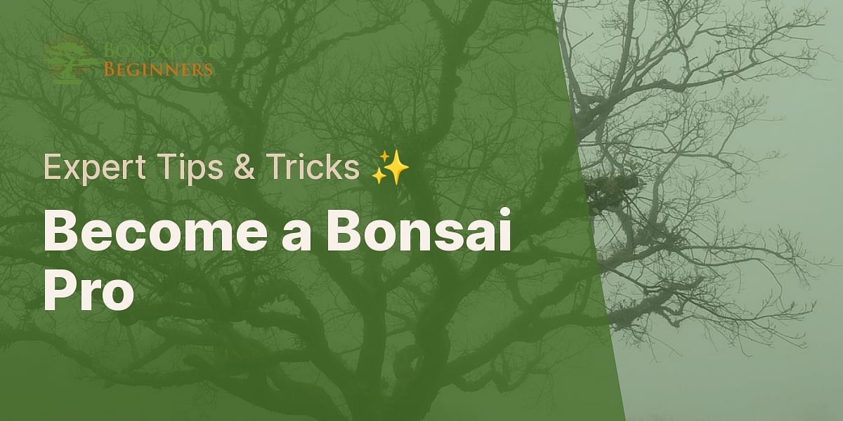 Mastering Money Tree Bonsai Care A StepbyStep Guide Bonsai for