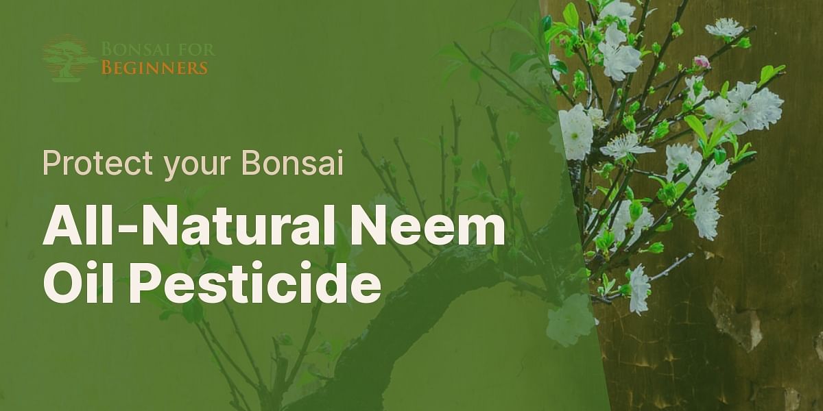 Neem Oil Pesticide Recipe Effective Pest Control for Bonsai Trees
