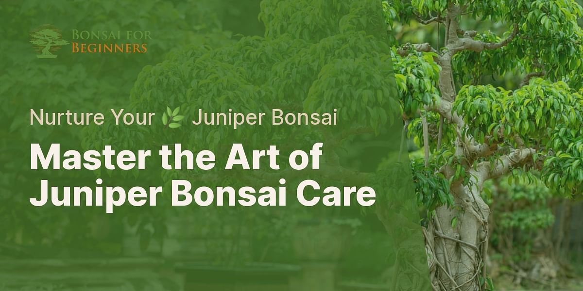 The Ultimate Juniper Bonsai Care Guide Bonsai for Beginners