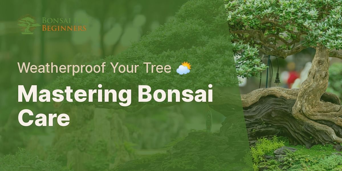 Understanding Your Bonsai Tree Protecting it from Extreme Weather