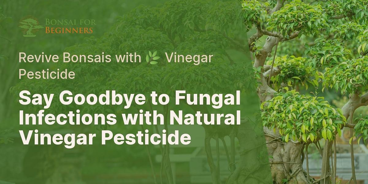Vinegar Pesticide for Bonsai Trees Natural Remedy for Fungal Infections