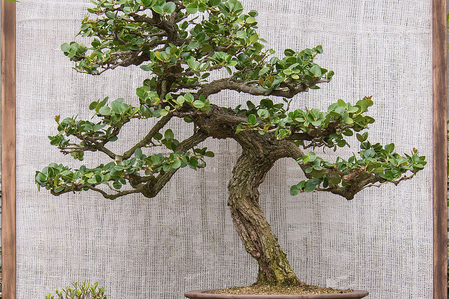 bonsai species for greenhouse