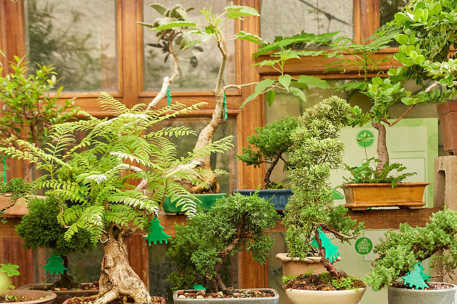 bonsai tree in humid greenhouse