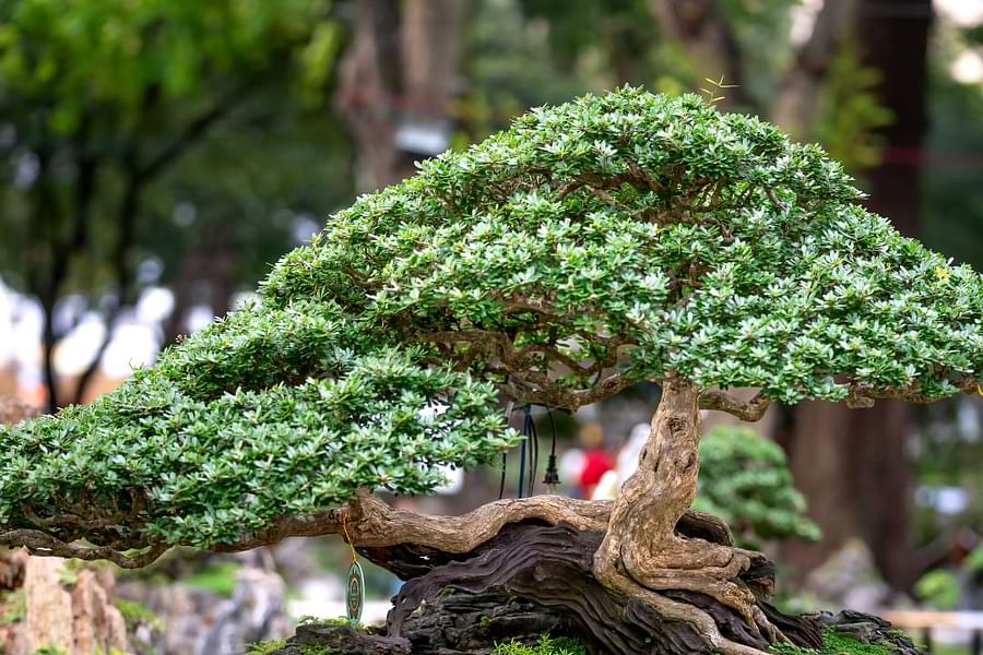 healthy bonsai tree