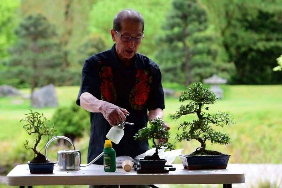 watering bonsai tree