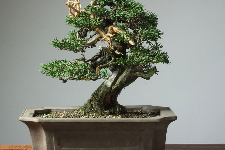 clean bonsai tree environment