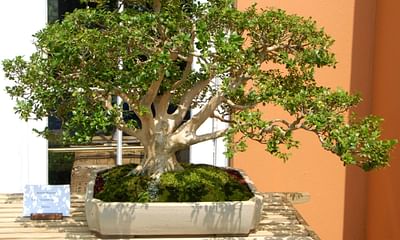 Are bonsai trees alive or dead?