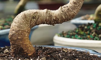 Are bonsai trees high maintenance?