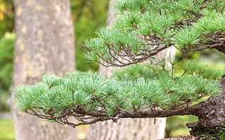 Are pine trees and other conifers best for bonsai?