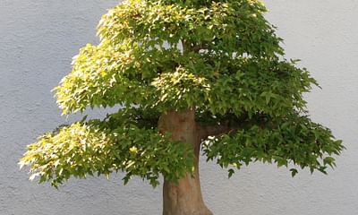 At what age can I start shaping bonsai seedlings?