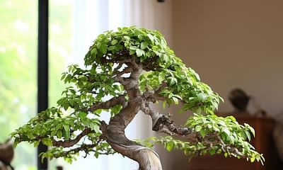 Can a Chinese Elm bonsai recover from spider mites after treatment?