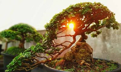 Can a long-time backyard bonsai expert be called a bonsai master?