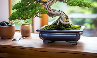Can a young juniper bonsai survive well indoors?