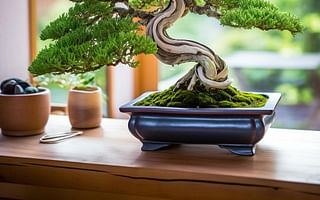 Can a young juniper bonsai survive well indoors?