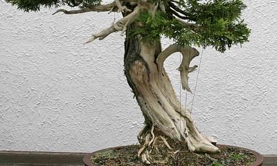 Can an old bonsai tree grow to a normal-sized tree if planted in the ground?