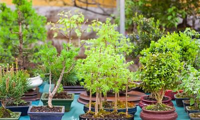 Can any plant be grown into a bonsai? Which plants work best?