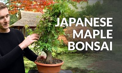 Can any small growing tree planted in a pot become a bonsai?
