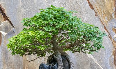 Can any tree become a bonsai or is it a special type of tree?