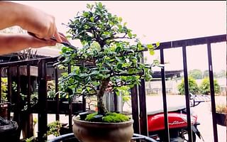 Can bonsai trees be grown in a basement?