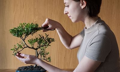 Can bonsai trees be grown indoors?