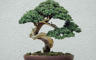 Can bonsai trees be kept indoors all year round?
