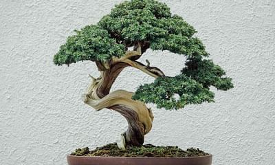 Can bonsai trees be kept indoors all year round?
