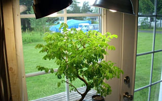 Can Bonsai Trees Grow Well Without Sunlight?