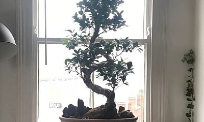 Can bonsai trees survive indoors in low light conditions?