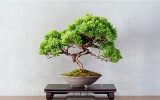 Can I grow a bonsai tree in my room?