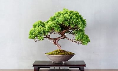 Can I grow a bonsai tree in my room?