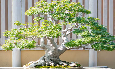 Can I plant a bonsai tree in my yard?