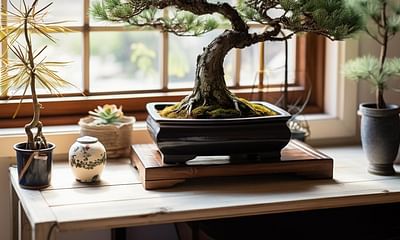 Can Japanese black pine bonsai trees be kept indoors? If not, what are some suitable alternatives?