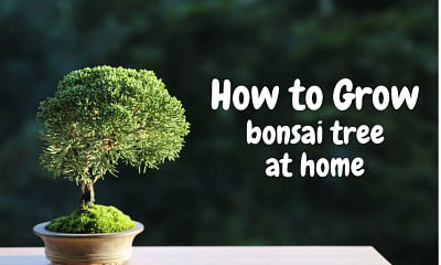 Can you provide lessons in bonsai tree care?