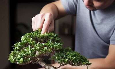 Can you start a bonsai from a houseplant?