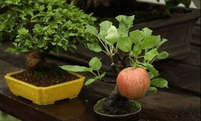 Does using traditional bonsai techniques affect a fruit tree's ability to bear fruit?