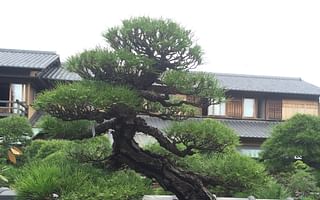 How are extreme twists and bends achieved in bonsai trees?