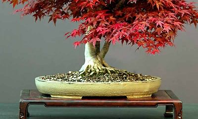 How can I become a bonsai master?