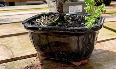 How can I learn to care for my new bonsai tree?