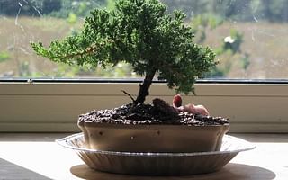How can I nurse a Juniper bonsai tree back to health?