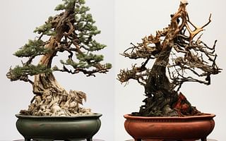 How can I revive a dried out bonsai tree?