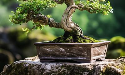 How can I revive a dying bonsai tree?