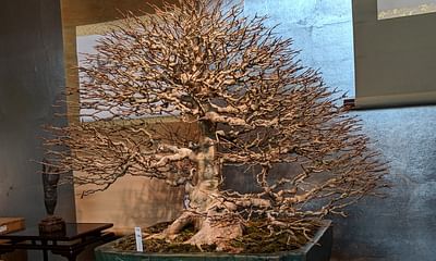 How can I save a dying bonsai tree?