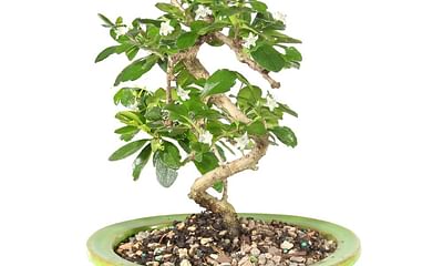 How can I shape a Bonsai tree and what are some tips for doing it?