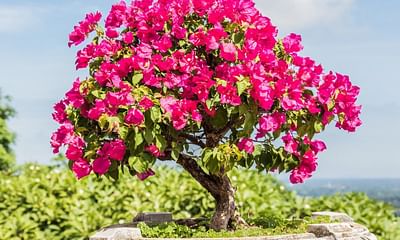 How do I care for a bonsai bougainvillea?
