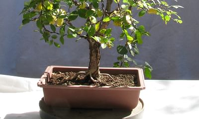 How do I care for a Chinese elm bonsai tree?