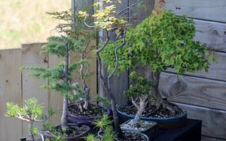 How do I care for a gardenia bonsai?