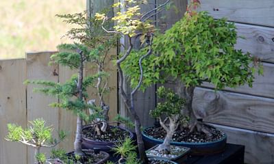 How do I care for a gardenia bonsai?
