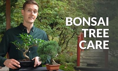 How do I choose the right bonsai tree for indoor or outdoor use?